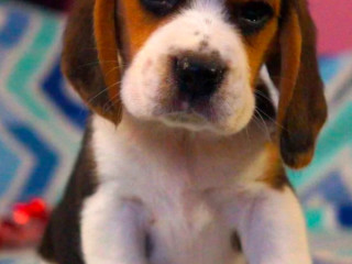 Beagle Puppy for Sale in San Antonio, TX