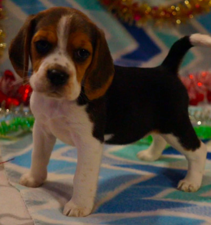 beagle-puppy-for-sale-in-san-antonio-tx-big-5