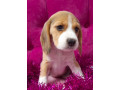 2-beagle-girls-available-for-reservation-kennel-in-jacksonville-fl-small-4