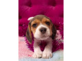 2-beagle-girls-available-for-reservation-kennel-in-jacksonville-fl-small-1