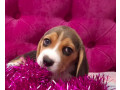 2-beagle-girls-available-for-reservation-kennel-in-jacksonville-fl-small-3