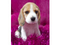 2-beagle-girls-available-for-reservation-kennel-in-jacksonville-fl-small-2