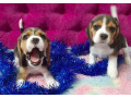 2-beagle-girls-available-for-reservation-kennel-in-jacksonville-fl-small-0