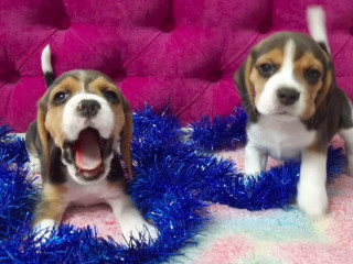 2 Beagle Girls Available for Reservation Kennel in Jacksonville, FL