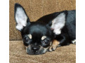 wonderful-chihuahua-boy-looking-for-a-new-home-small-2