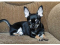 wonderful-chihuahua-boy-looking-for-a-new-home-small-0