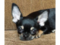 wonderful-chihuahua-boy-looking-for-a-new-home-small-1