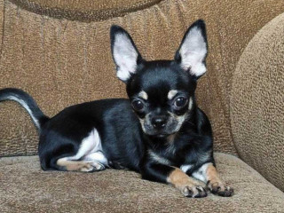 Wonderful Chihuahua Boy Looking for a New Home