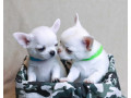 chihuahua-puppies-for-sale-boys-5-weeks-old-in-dallas-tx-small-0