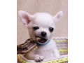 chihuahua-puppies-for-sale-boys-5-weeks-old-in-dallas-tx-small-2