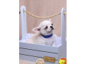 chihuahua-puppies-for-sale-boys-5-weeks-old-in-dallas-tx-small-4