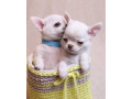 chihuahua-puppies-for-sale-boys-5-weeks-old-in-dallas-tx-small-1