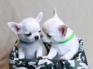 Chihuahua Puppies for Sale, Boys, 5 Weeks Old in Dallas, TX