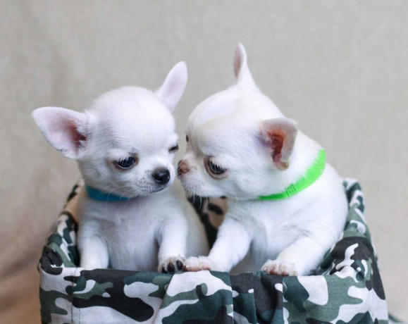 chihuahua-puppies-for-sale-boys-5-weeks-old-in-dallas-tx-big-0