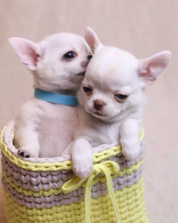 chihuahua-puppies-for-sale-boys-5-weeks-old-in-dallas-tx-big-1