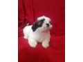 shih-tzu-boys-and-girls-akc-documents-small-1