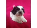 shih-tzu-boys-and-girls-akc-documents-small-0