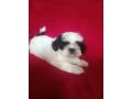 shih-tzu-boys-and-girls-akc-documents-small-5