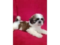 shih-tzu-boys-and-girls-akc-documents-small-6