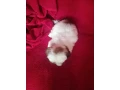 shih-tzu-boys-and-girls-akc-documents-small-3