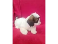 shih-tzu-boys-and-girls-akc-documents-small-7