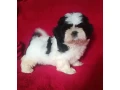 shih-tzu-boys-and-girls-akc-documents-small-4