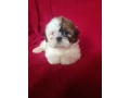 shih-tzu-boys-and-girls-akc-documents-small-2