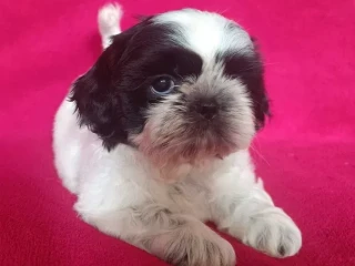 Shih Tzu boys and girls, AKC documents