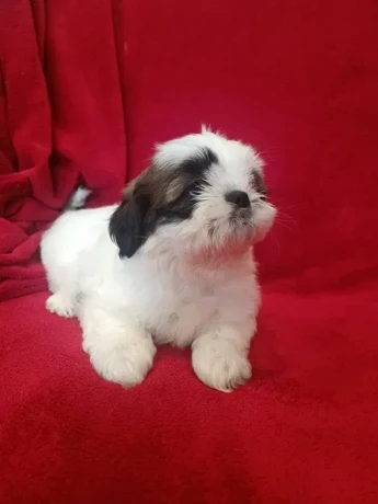 shih-tzu-boys-and-girls-akc-documents-big-1