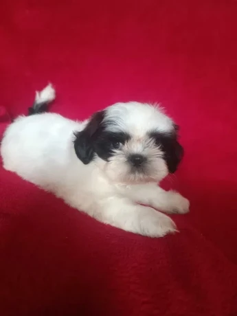 shih-tzu-boys-and-girls-akc-documents-big-5