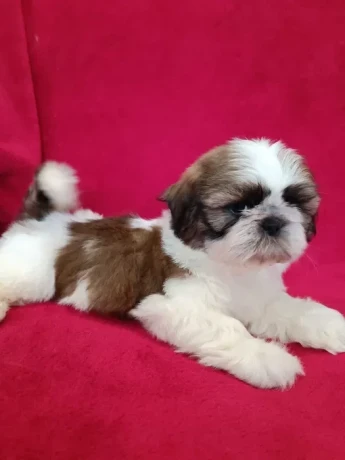 shih-tzu-boys-and-girls-akc-documents-big-6