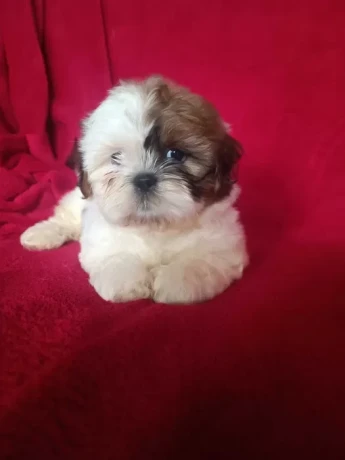 shih-tzu-boys-and-girls-akc-documents-big-2