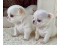 chihuahua-boy-and-girl-for-sale-in-bronx-ny-small-0