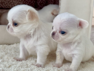 Chihuahua Boy and Girl for Sale in Bronx, NY