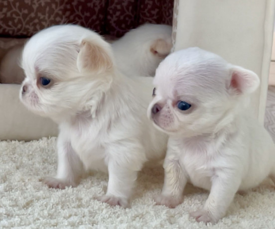 chihuahua-boy-and-girl-for-sale-in-bronx-ny-big-0