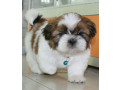 shih-tzu-puppies-for-sale-in-san-diego-ca-small-1