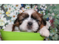 shih-tzu-puppies-for-sale-in-san-diego-ca-small-2