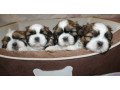 shih-tzu-puppies-for-sale-in-san-diego-ca-small-0