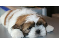 shih-tzu-puppies-for-sale-in-san-diego-ca-small-3