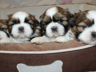 Shih Tzu Puppies for Sale in San Diego, CA