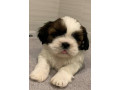 shih-tzu-girls-for-sale-2-months-old-small-1