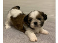 shih-tzu-girls-for-sale-2-months-old-small-2