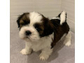 shih-tzu-girls-for-sale-2-months-old-small-0