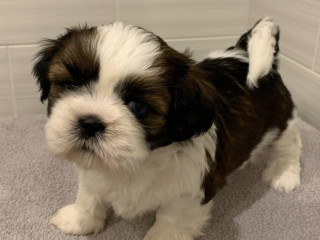 Shih Tzu Girls for Sale, 2 Months Old