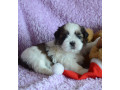 shih-tzu-boy-and-girl-for-sale-in-chicago-il-small-2