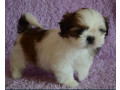 shih-tzu-boy-and-girl-for-sale-in-chicago-il-small-1