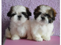 shih-tzu-boy-and-girl-for-sale-in-chicago-il-small-0