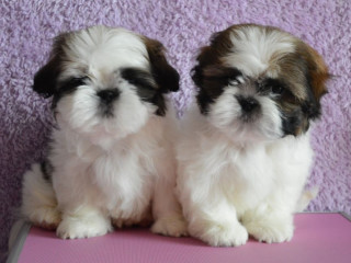 Shih Tzu Boy and Girl for Sale in Chicago, IL