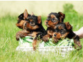 yorkshire-terrier-puppies-for-sale-in-new-york-small-0