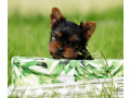 yorkshire-terrier-puppies-for-sale-in-new-york-small-3